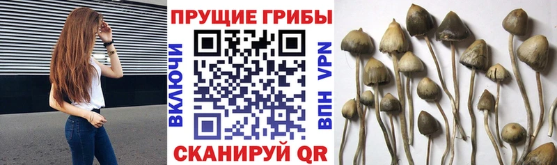 Галлюциногенные грибы Magic Shrooms МЕГА зеркало Медвежьегорск